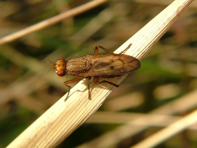 Tetanocera elata a Snail Killing Fly Sciomyzidae
